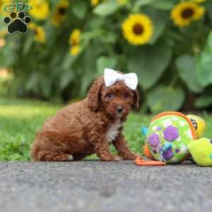 Dolly, Miniature Poodle Puppy